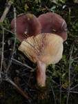 Rotbrauner Milchling, Foto 6