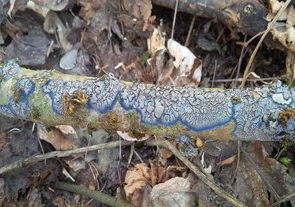 Blauer Rindenpilz, Foto 2