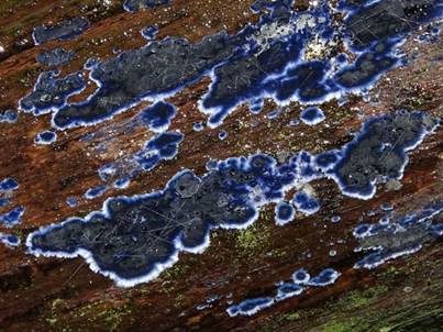 Blauer Rindenpilz, Foto 3