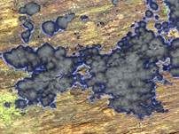 Blauer Rindenpilz, Foto 12