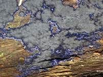 Blauer Rindenpilz, Foto 13