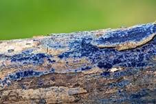 Blauer Rindenpilz, Foto 18