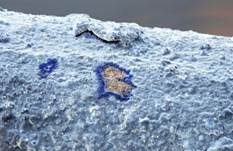 Blauer Rindenpilz, Foto 19