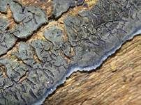 Blauer Rindenpilz, Foto 20