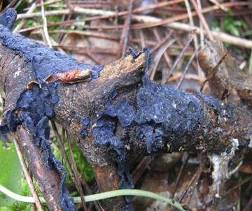 Blauer Rindenpilz, Foto 4