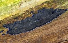 Blauer Rindenpilz, Foto 22
