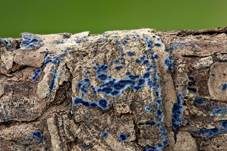 Blauer Rindenpilz, Foto 23