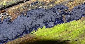 Blauer Rindenpilz, Foto 24