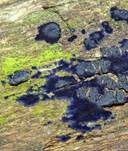 Blauer Rindenpilz, Foto 25