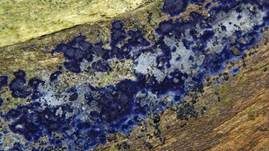 Blauer Rindenpilz, Foto 29