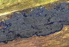 Blauer Rindenpilz, Foto 30