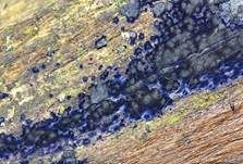 Blauer Rindenpilz, Foto 31