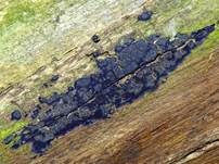 Blauer Rindenpilz, Foto 32
