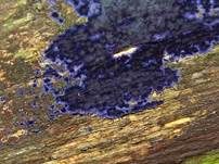 Blauer Rindenpilz, Foto 33