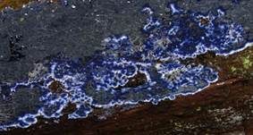 Blauer Rindenpilz, Foto 6
