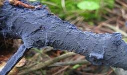 Blauer Rindenpilz, Foto 7
