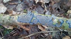 Blauer Rindenpilz, Foto 9