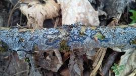 Blauer Rindenpilz, Foto 10