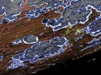 Blauer Rindenpilz, Foto 11