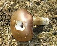 Rotbrauner Riesenträuschling, Foto 19