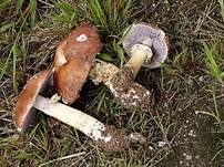 Rotbrauner Riesenträuschling, Foto 20