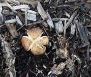 Rotbrauner Riesenträuschling, Foto 11