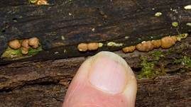 Rotbrauner Scheibenpustelpilz, Foto 6