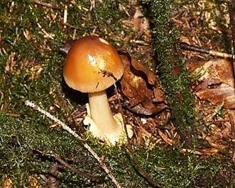 Rotbrauner Scheidenstreifling, Foto 2