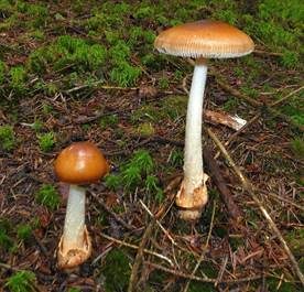 Rotbrauner Scheidenstreifling, Foto 3