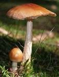 Rotbrauner Scheidenstreifling, Foto 17