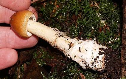 Rotbrauner Scheidenstreifling, Foto 4