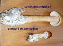 Rotbrauner Scheidenstreifling, Foto 25