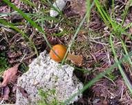 Rotbrauner Scheidenstreifling, Foto 31