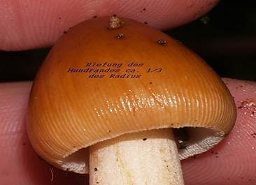 Rotbrauner Scheidenstreifling, Foto 5