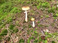 Rotbrauner Scheidenstreifling, Foto 32