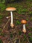 Rotbrauner Scheidenstreifling, Foto 33