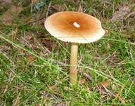 Rotbrauner Scheidenstreifling, Foto 35