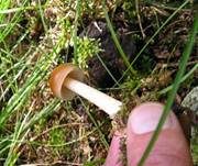 Rotbrauner Scheidenstreifling, Foto 36