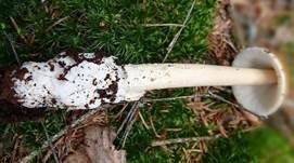 Rotbrauner Scheidenstreifling, Foto 37