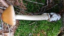 Rotbrauner Scheidenstreifling, Foto 39