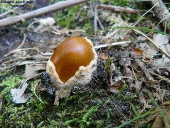 Rotbrauner Scheidenstreifling, Foto 6