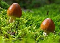 Rotbrauner Scheidenstreifling, Foto 42