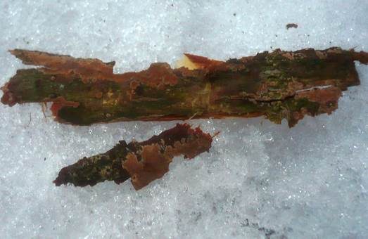 Rotbrauner Schichtpilz, Foto 3