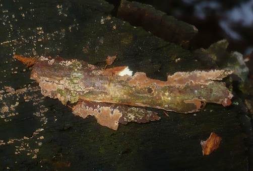 Rotbrauner Schichtpilz, Foto 4