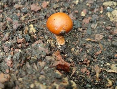 Rotbrauner Schleimschirmling, Foto 4