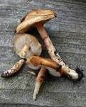 Rotbrauner Schleimschirmling, Foto 6