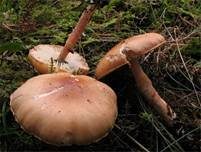Rotbrauner Schleimschirmling, Foto 7