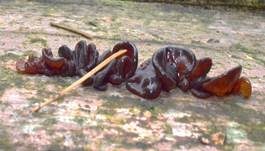 Rotbrauner Zitterling, Foto 22