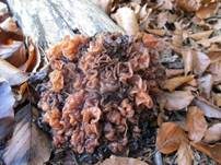 Rotbrauner Zitterling, Foto 33