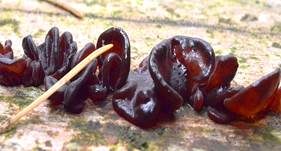 Rotbrauner Zitterling, Foto 6
